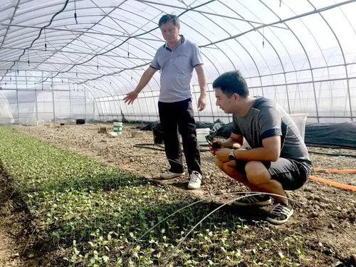 吃瓜群众好壮观,揭秘网络热议背后的现象与影响