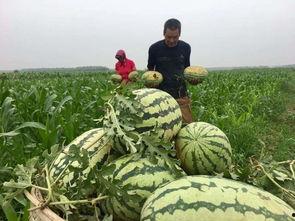 吃瓜群众在七零雨,吃瓜群众的夏日狂欢