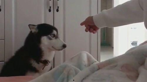 吃瓜群众尬笑二哈,吃瓜群众与二哈的尬笑瞬间