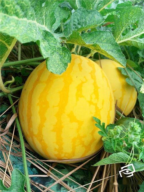 全国各地的吃瓜群众是谁,揭秘各地“吃瓜”文化现象