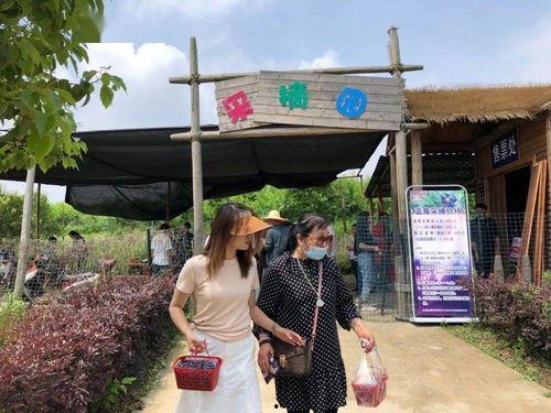 定州凤翔园吃瓜群众是谁,吃瓜群众背后的故事